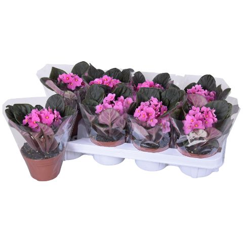 Saintpaulia ionantha 20cm 12cm Pot