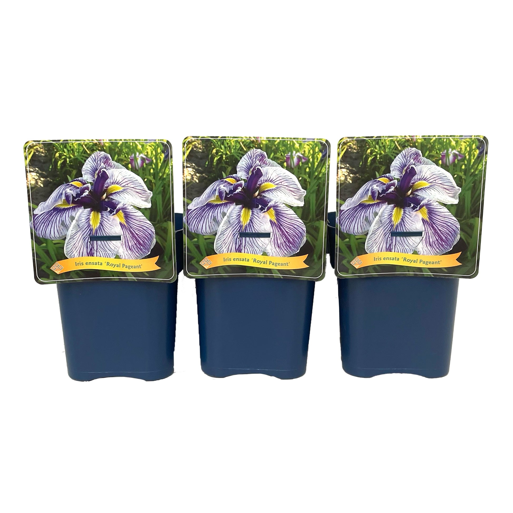 Iris Royal Pageant 35cm 21cm Pot