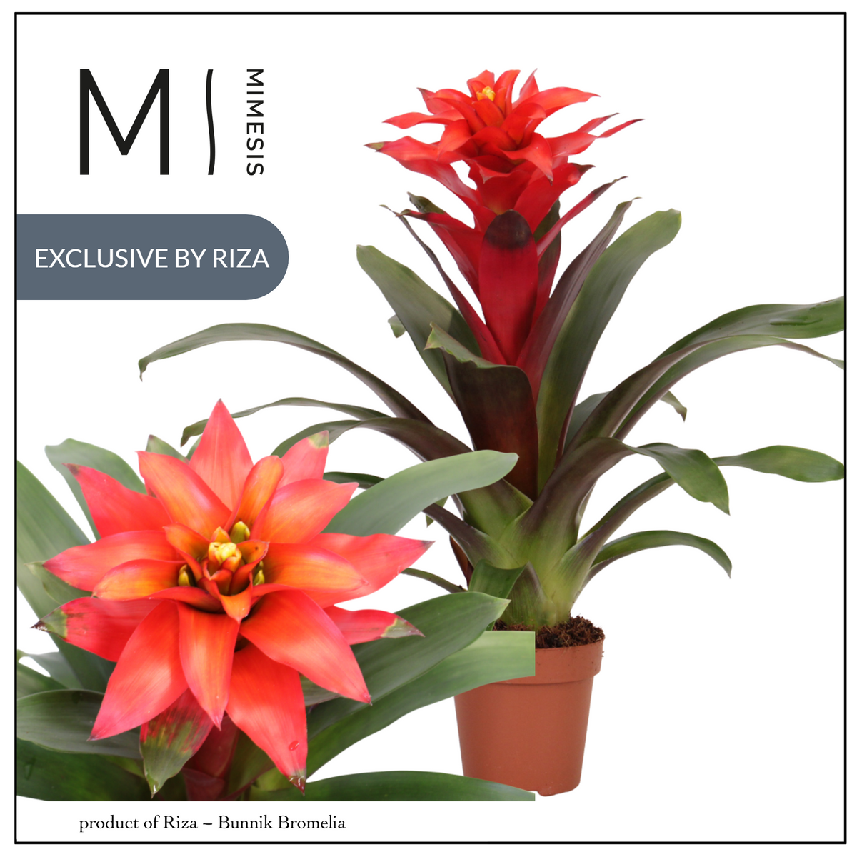 Guzmania Fiero Red 42cm 12cm Pot