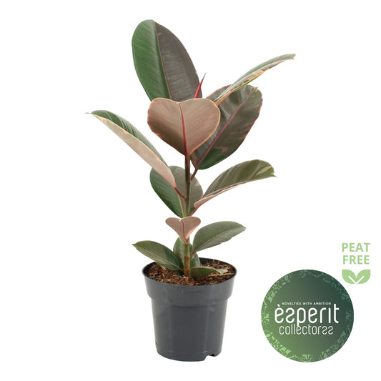 Ficus Pink Camouflage 55cm 17cm Pot