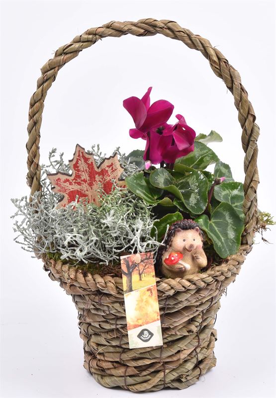 Outdoor arrangement 19cm Pot