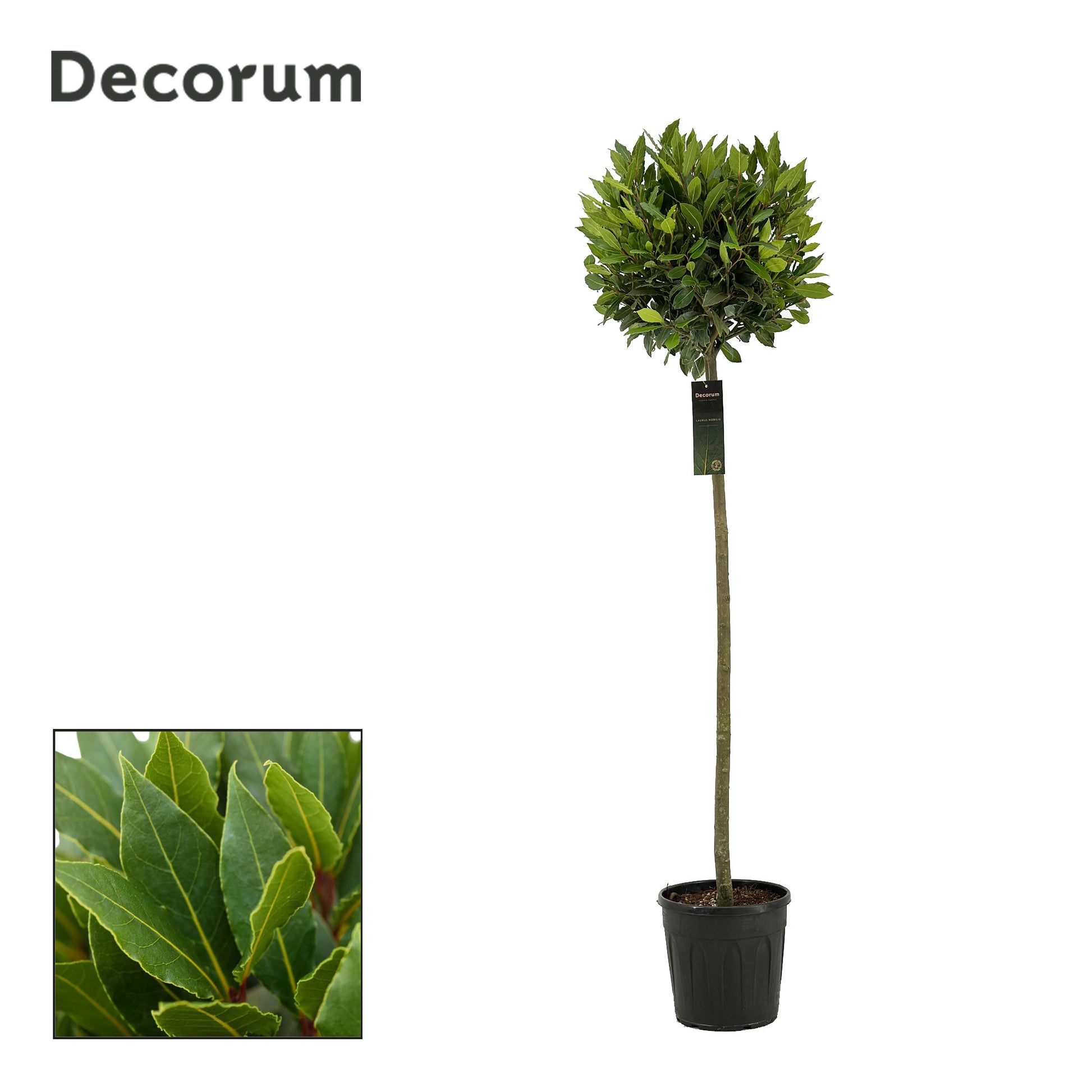 Laurus nobilis 160cm 25cm Pot