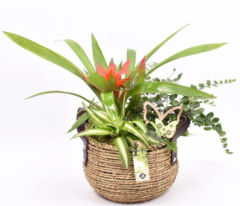 Indoor arrangement 22cm Pot
