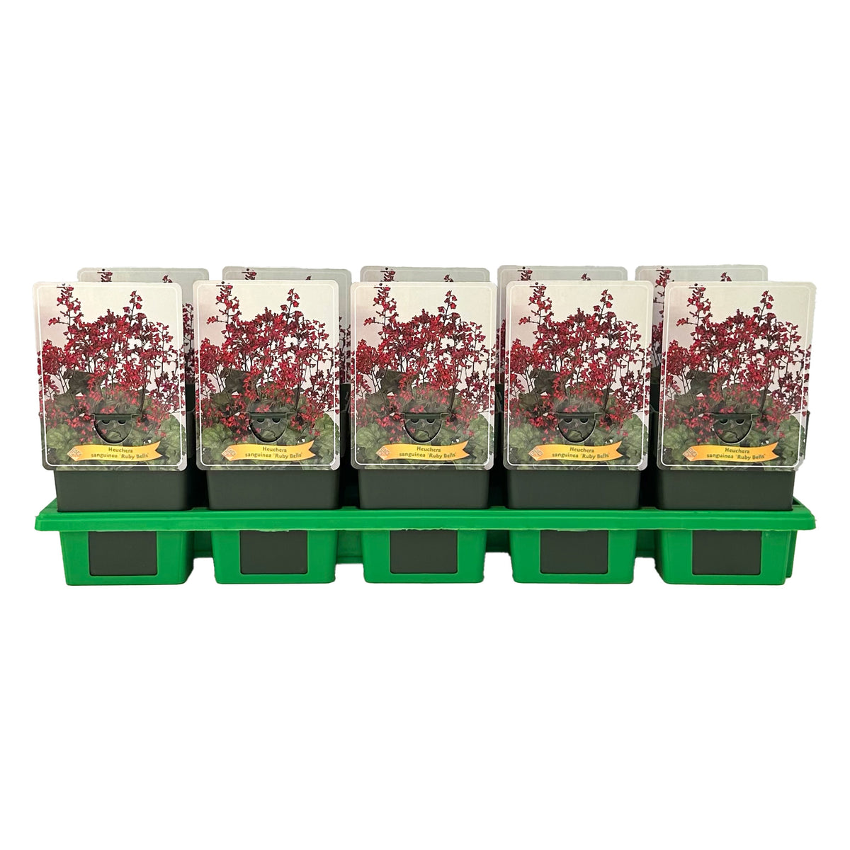 Heuchera sanguinea 25cm 11cm Pot