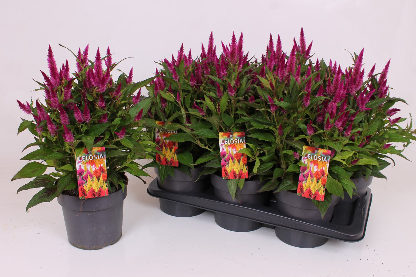 Celosia Deep Purple 40cm 17cm Pot