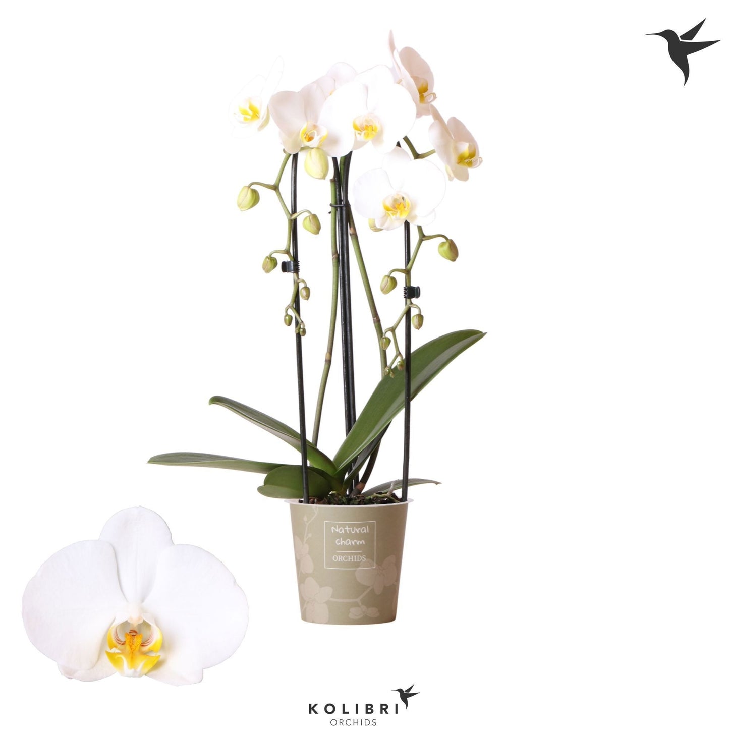 Phalaenopsis Elegant cascade 50cm 12cm Pot