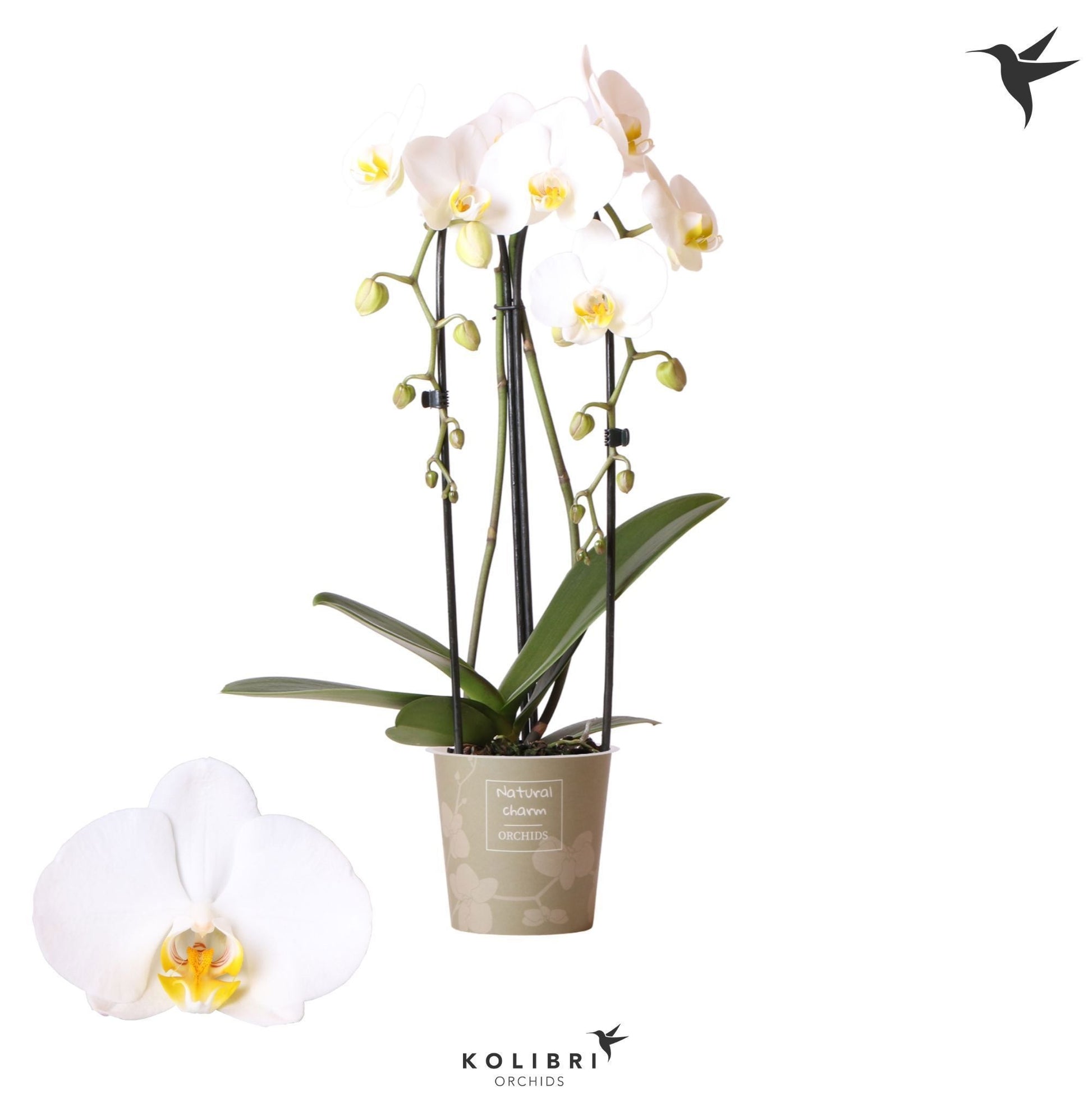 Phalaenopsis Elegant cascade 50cm 12cm Pot