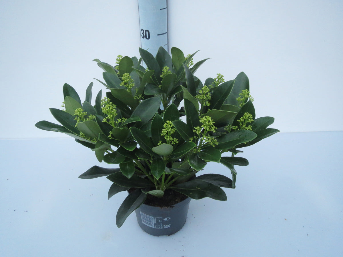 Skimmia japonica Finchy 25cm 13cm Pot