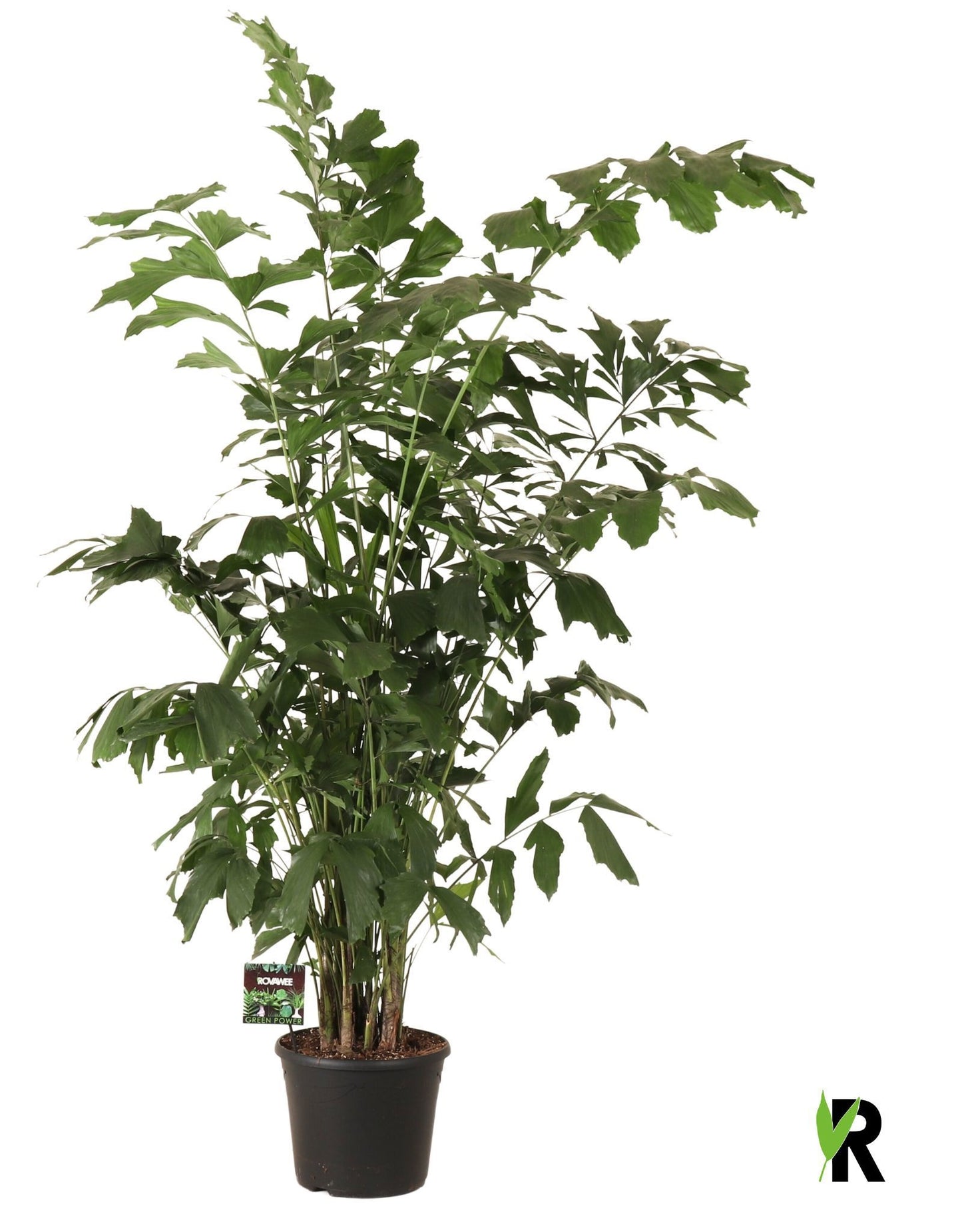 Caryota mitis 220cm 35cm Pot