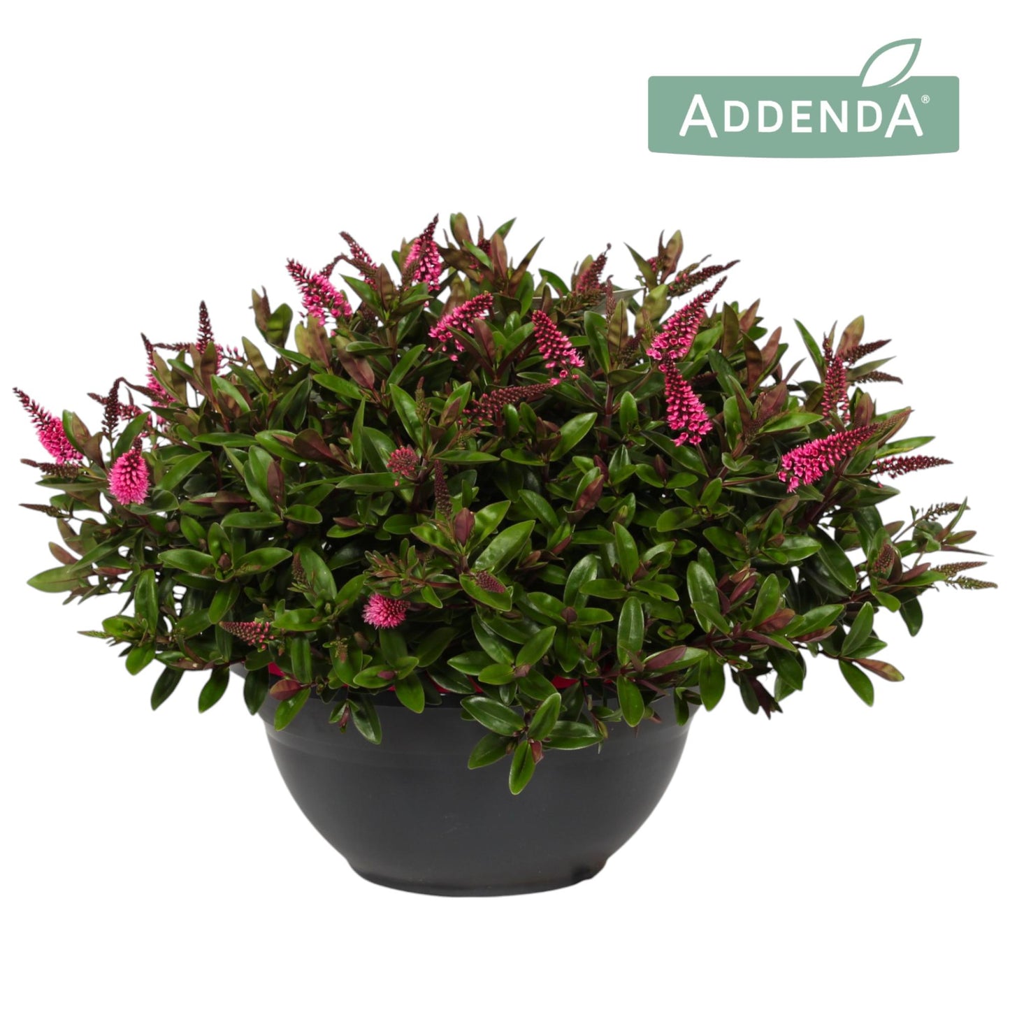 Hebe Hebedonna Elsa 45cm 30cm Pot