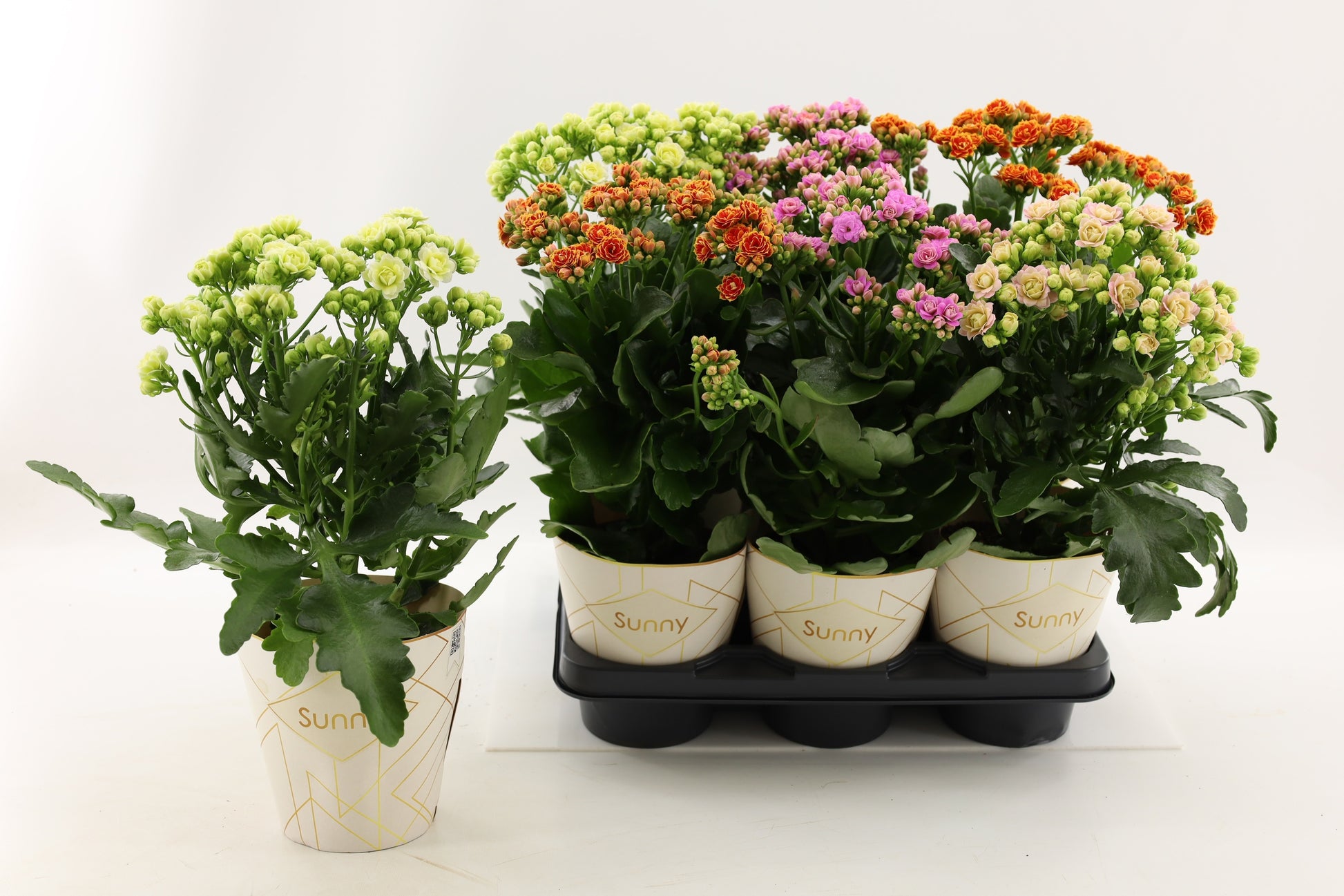 Vilosa Kalanchoe blossfeldiana Pack of 6