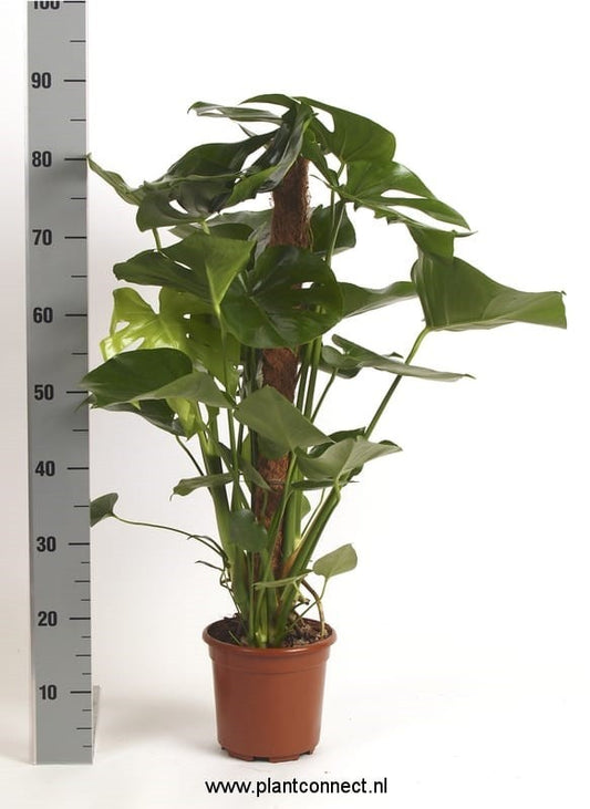 Verbeek, Hkw. Mark Monstera deliciosa Pack of 1