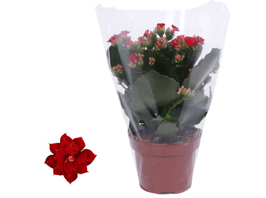 Kalanchoe Rosalina Don Justino 27cm 12cm Pot