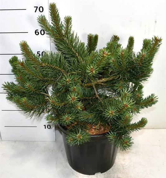 Pinus sylvestris 65cm 38cm Pot