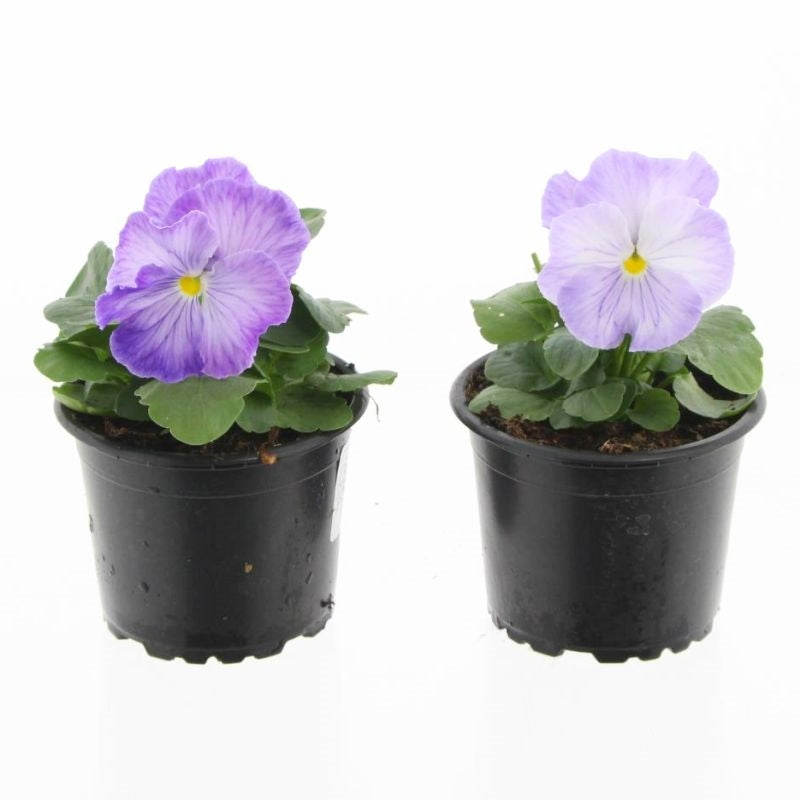 Viola F1 Meteor 15cm 9cm Pot
