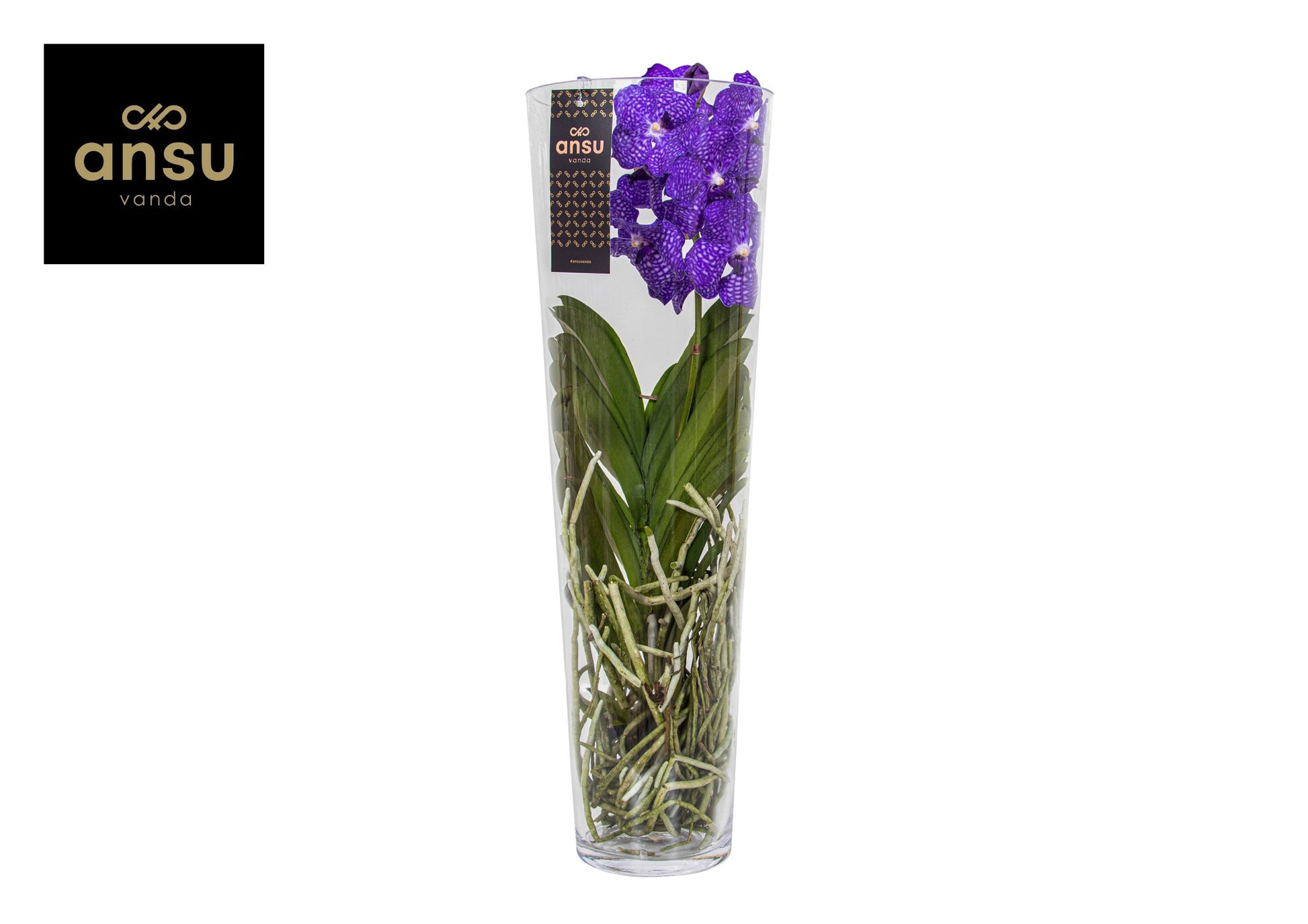 Vanda Lisanne blue 70cm 24cm Pot