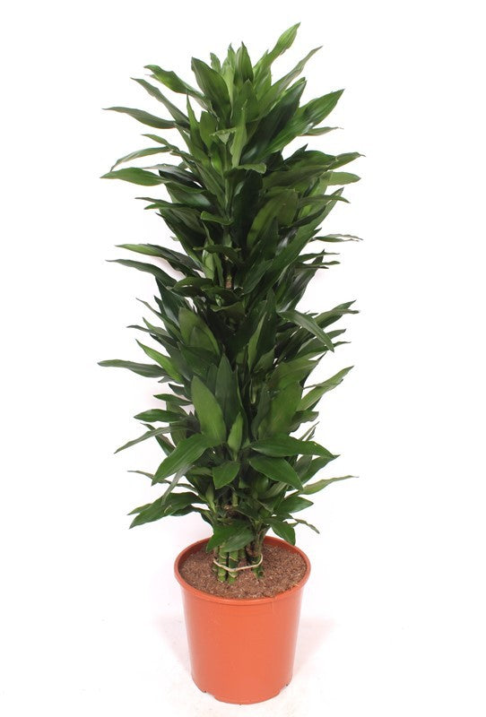 Dracaena frag. Janet Lind 160cm 30cm Pot