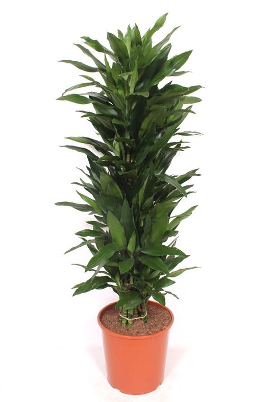 Dracaena frag. Janet Lind 160cm 30cm Pot