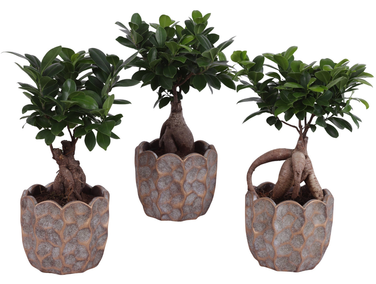 Ficus Ginseng 35cm 15cm Pot
