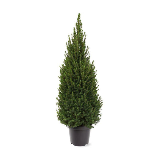 Picea glauca Perfecta 70cm 26cm Pot