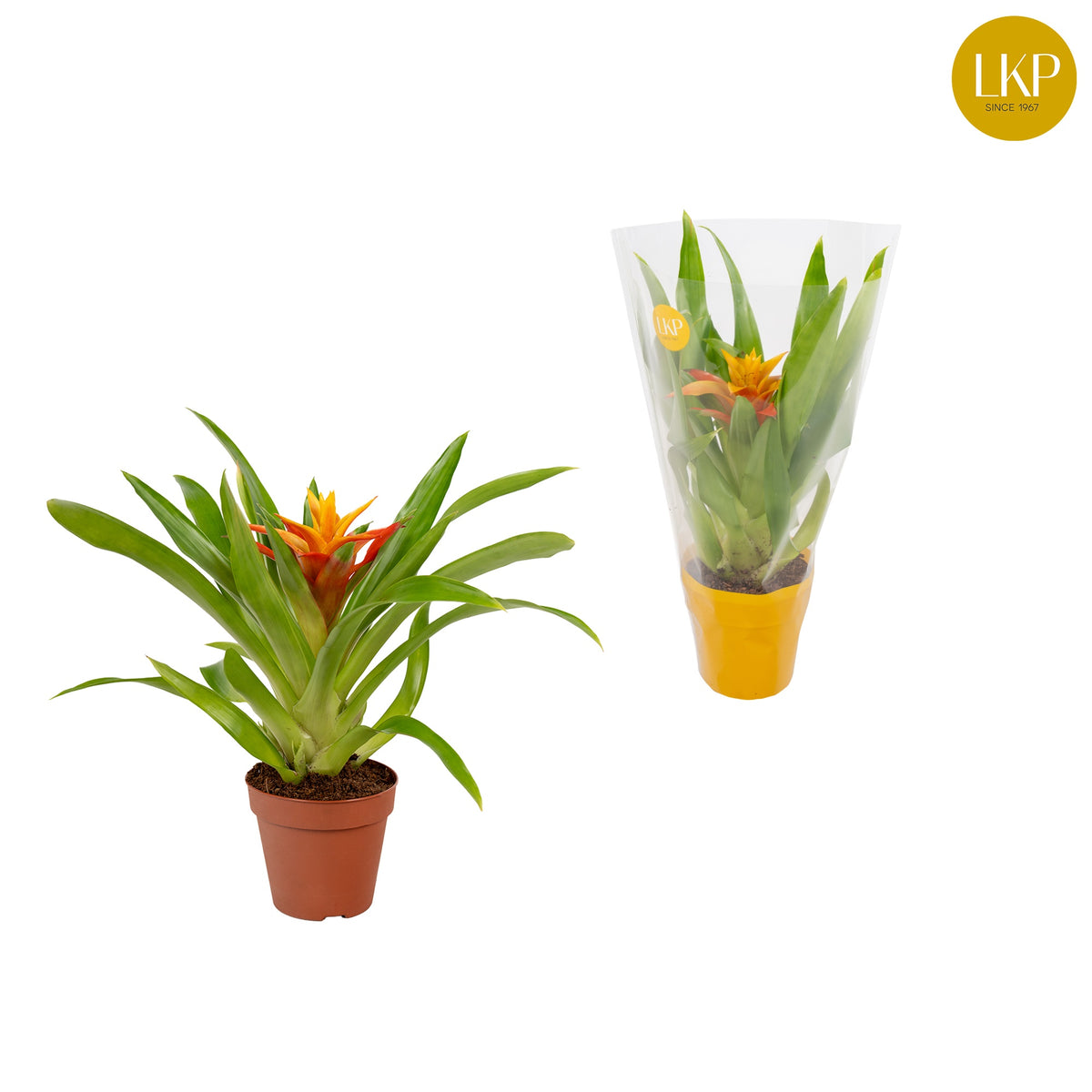 Guzmania Flava 30cm 10.5cm Pot