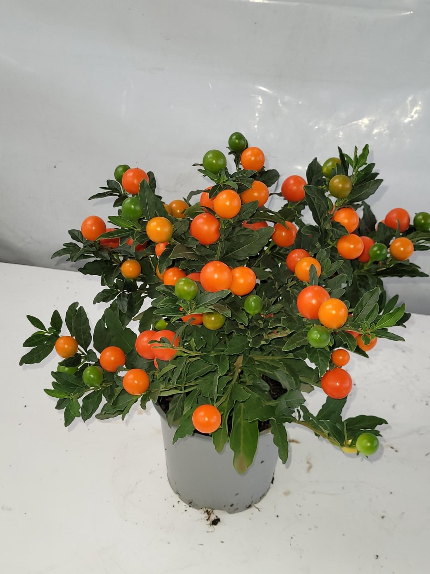 Bartels, Mts. J. Solanum pseu. Bartoli Pack of 8