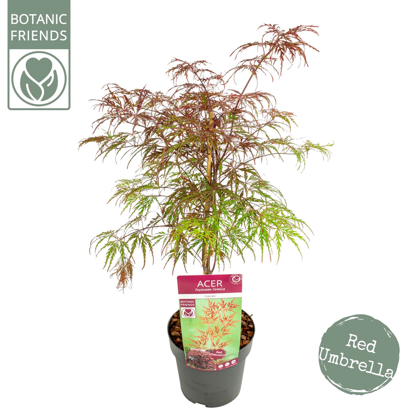 Acer Garnet 65cm 19cm Pot