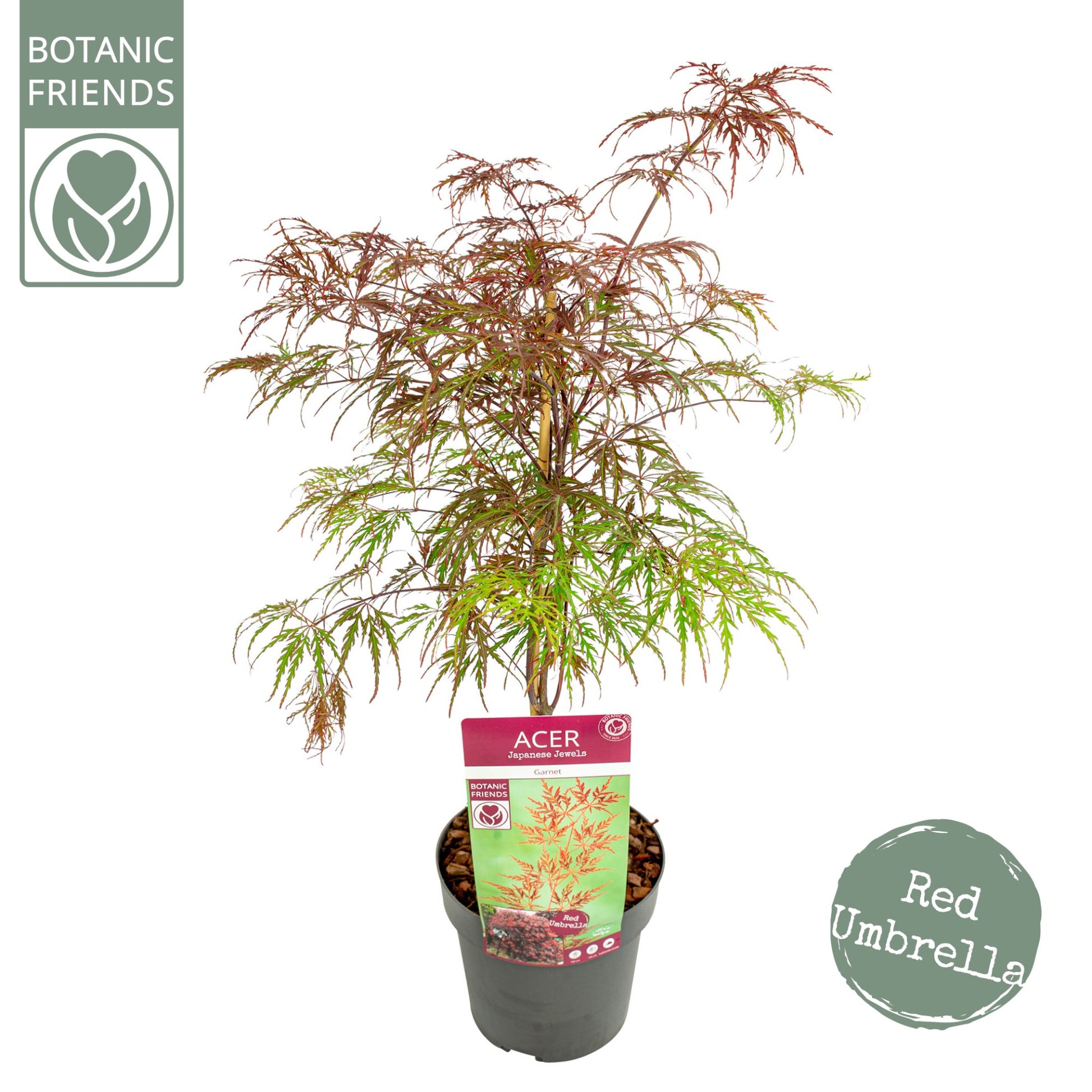 Acer Garnet 65cm 19cm Pot