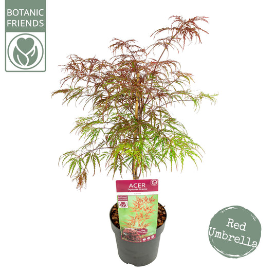 Acer Garnet 65cm 19cm Pot