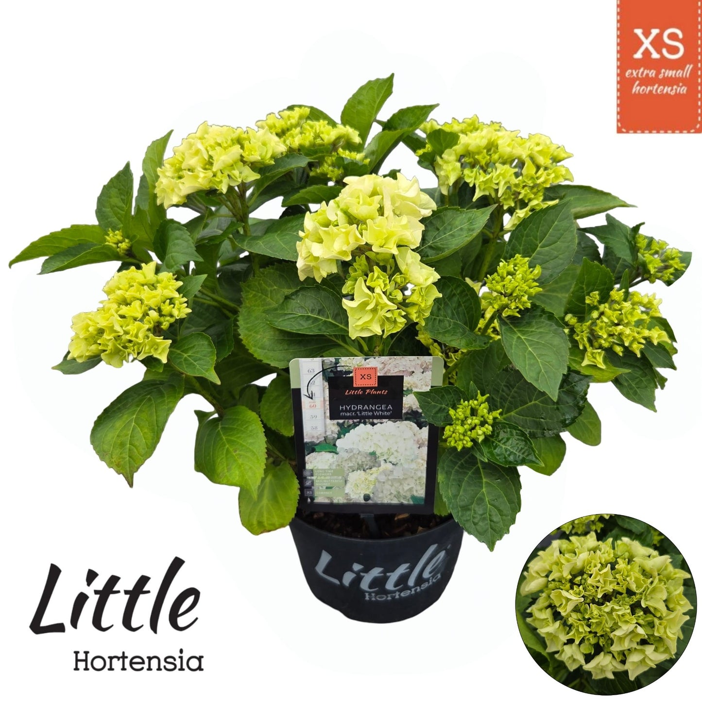 Hydrangea Little White 45cm 23cm Pot