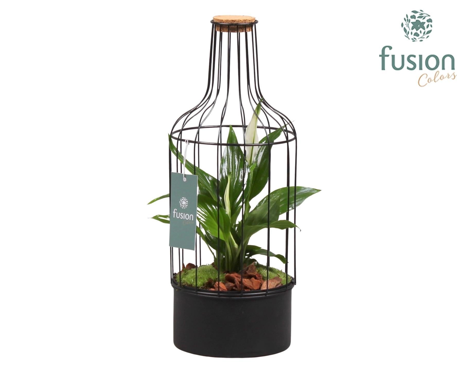 Fusioncolors BV Metaal Fles zwart Medium met Spathiphyllum Pack of 5