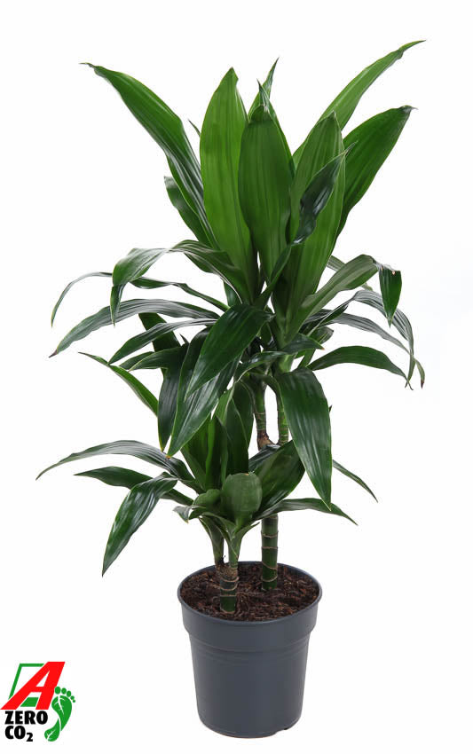 Dracaena fragrans Janet Craig 70cm 19cm Pot