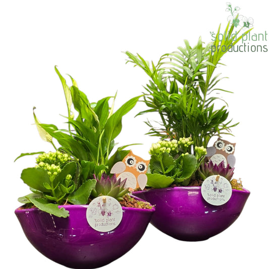 SCE005 Evelyn Purple Echeveria Mix 40cm 18cm Pot