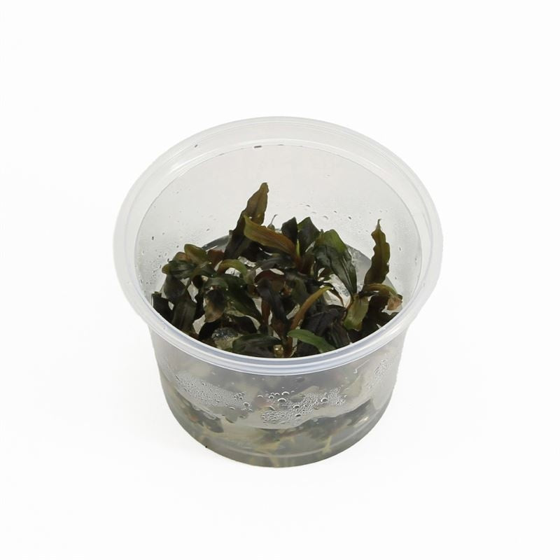 Aquarium plant mix 5cm 2cm Pot