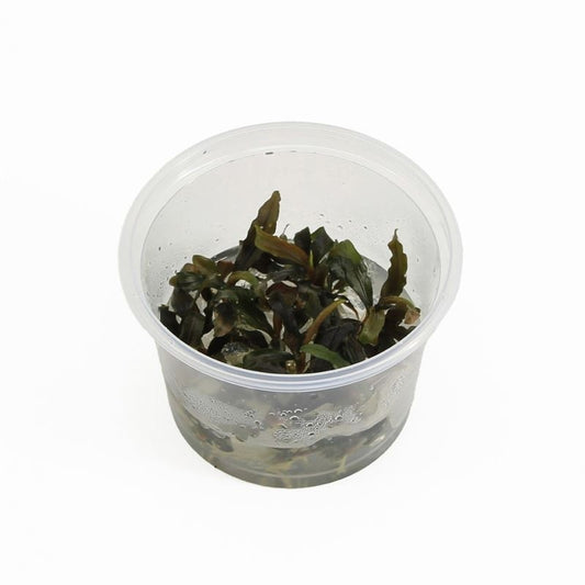 Aquarium plant mix 5cm 2cm Pot