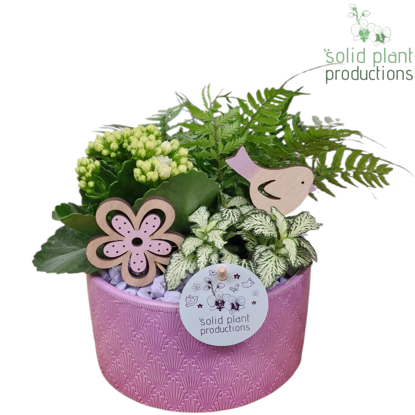 VA002 Eva Lila 17cm 15cm Pot