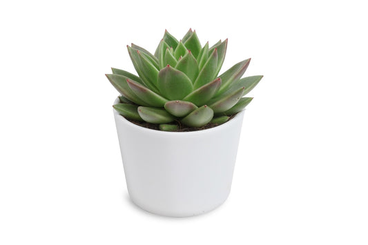 Echeveria Miranda in Lina white ceramics 12cm 12cm Pot