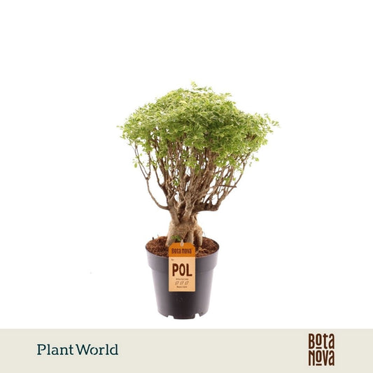 Polyscias Ming Gold 40cm 14cm Pot