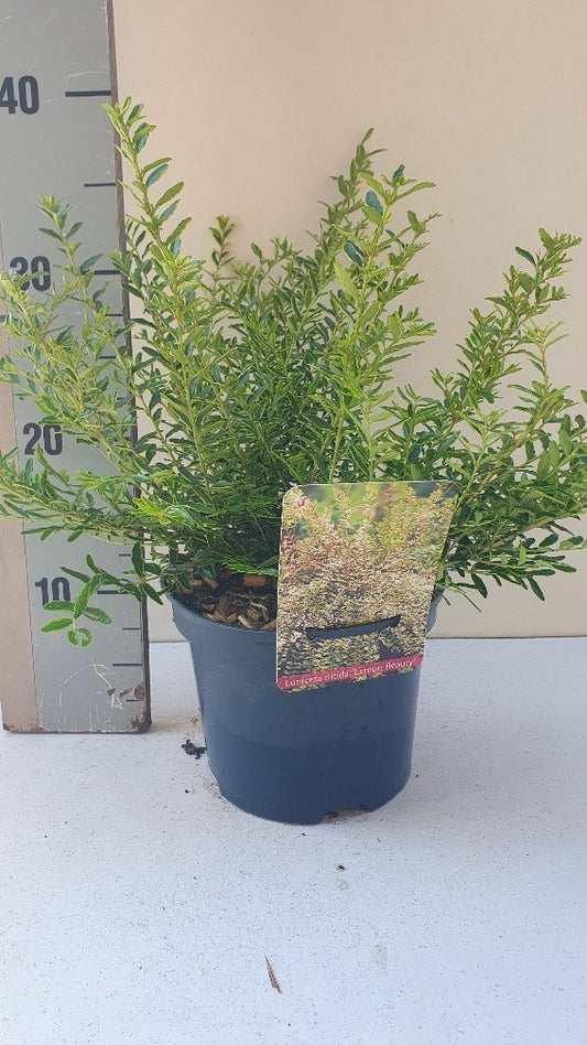 Lonicera Lemon Beauty 35cm 17cm Pot