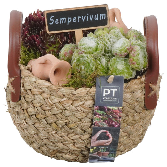 arr. Sempervivum 19cm 17cm Pot