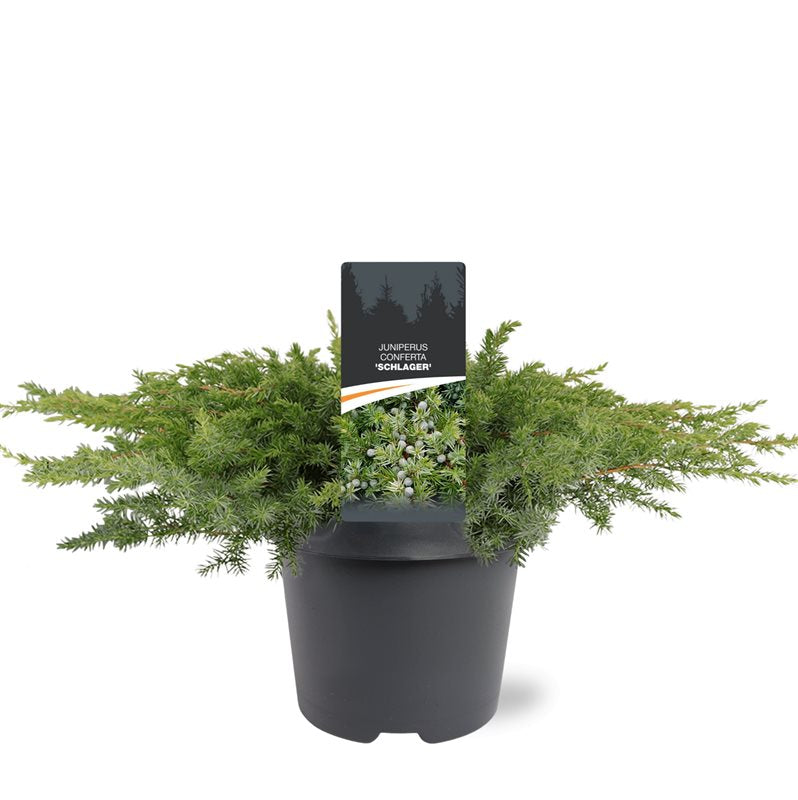 Juniperus Schlager 30cm 23cm Pot