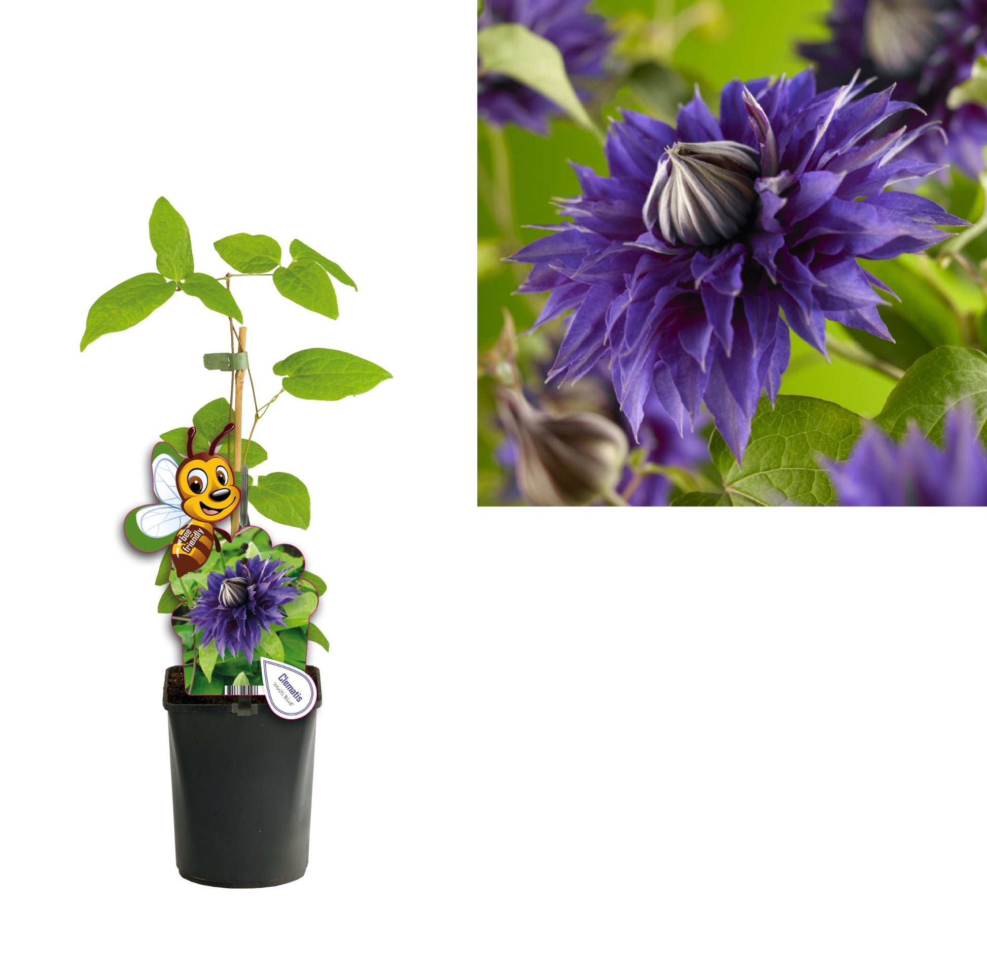 Clematis Multi Blue 40cm 11cm Pot