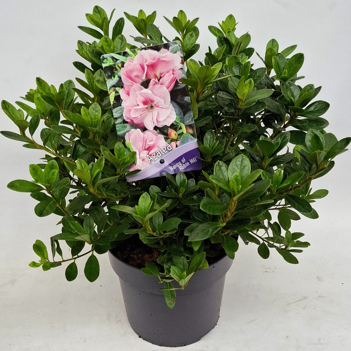 Rhododendron japonicum 30cm 19cm Pot