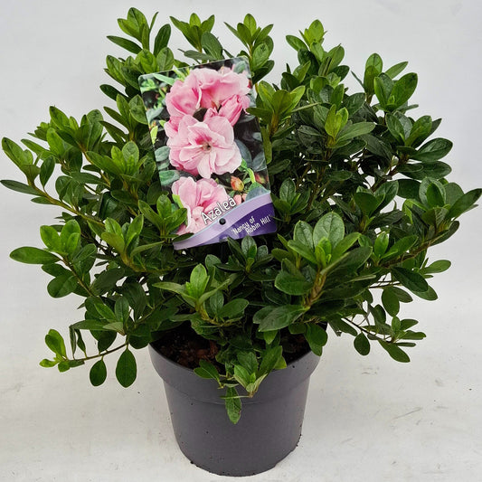 Rhododendron japonicum 30cm 19cm Pot