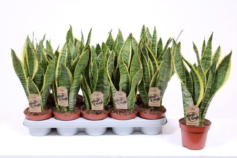 Fachjan BV Sansevieria Laurentii Pack of 10