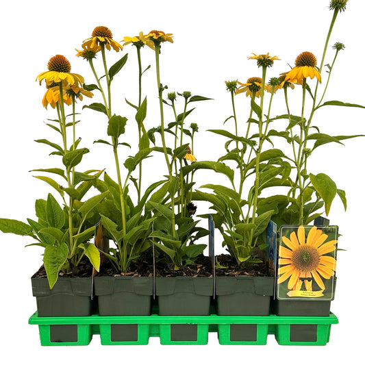 Echinacea purpurea 45cm 11cm Pot