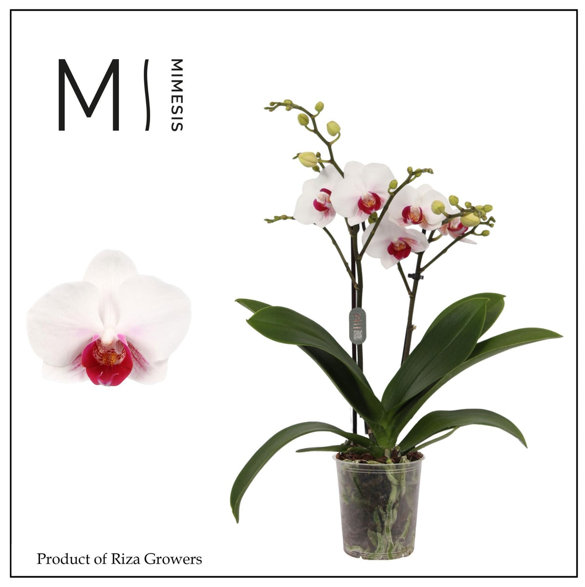 Phalaenopsis mf. Safe Haven 35cm 9cm Pot