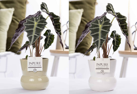 Alocasia amazonica 40cm 12cm Pot