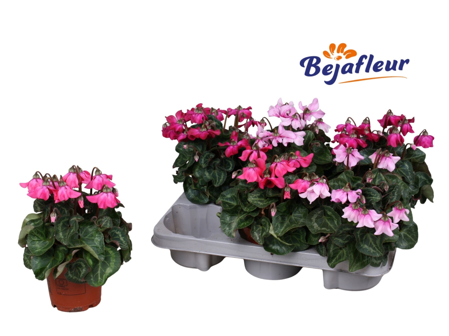Cyclamen Petticoat mix 20cm 10.5cm Pot