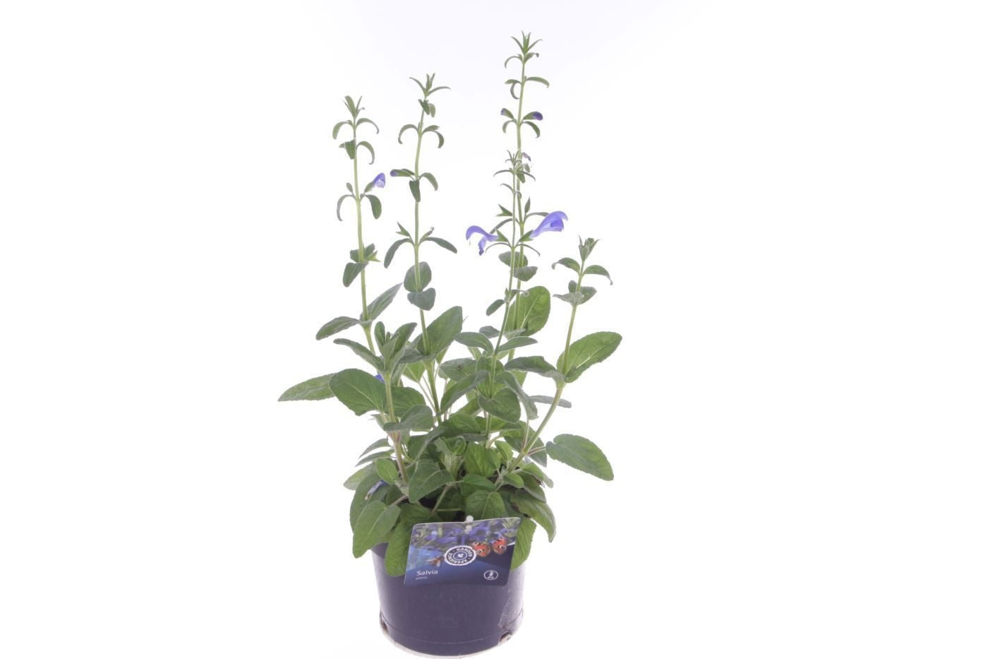 Salvia patens 50cm 17cm Pot